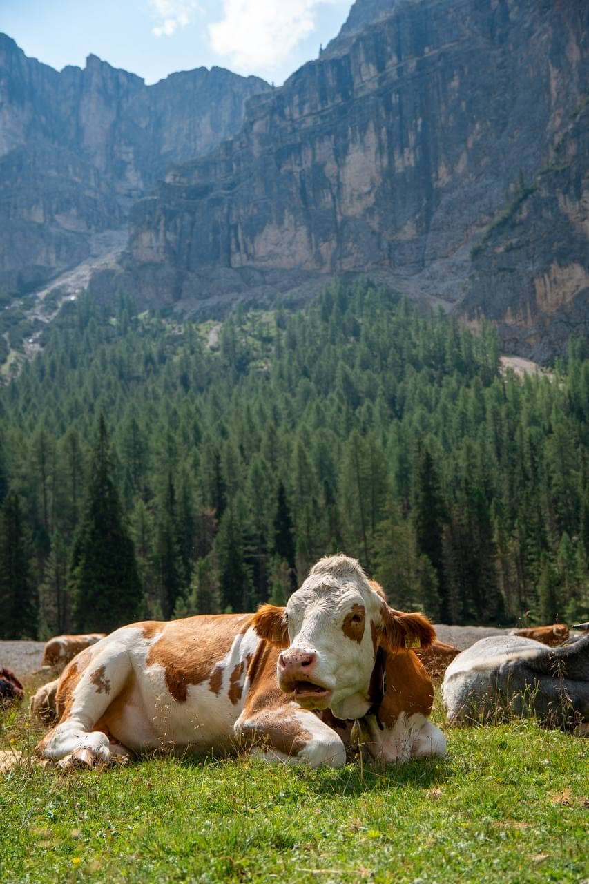 The cows