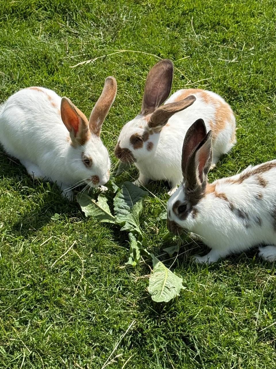 The bunnies