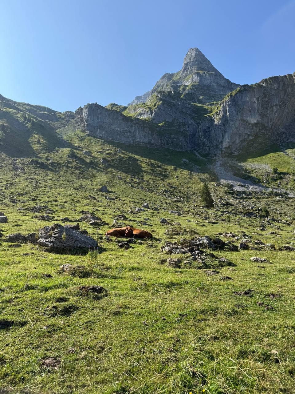 Lucerne